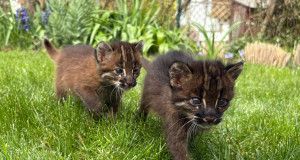 Foto: Zoo Heidelberg