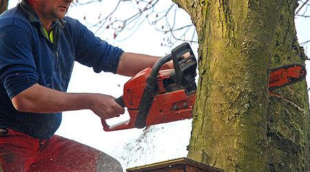Baum wird gef&auml;llt (Quelle: pixelio.de - Paul-Georg Meister)