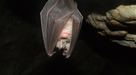 Fledermaus (Quelle: Bild von Gy&ouml;rgy Károly Tóth auf Pixabay )