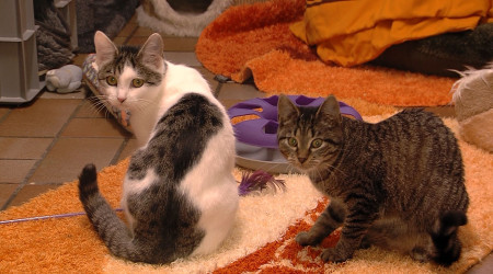 Katzen im Tierheim Reutlingen (Quelle: BWeins)