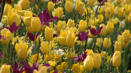 Gartenschau Balingen (Quelle: BWeins)