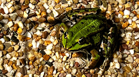 Frosch (Quelle: Stadt Reutlingen)