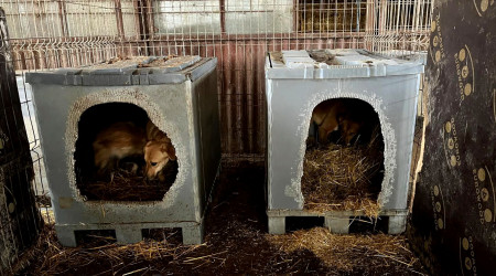 Palettenboxen (Quelle: BWeins)