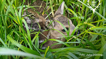 Rehkitz (Quelle: Julia D&ouml;ttling)