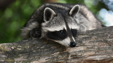 Waschb&auml;r (Quelle: Pixabay/Alexas Fotos)