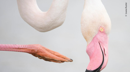 Wildlife Photographer of the Year (Quelle: Leana Kuster)